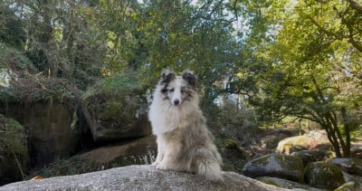 Étalon Shetland Sheepdog - All eyes on me Des Truffes De L'Ouest