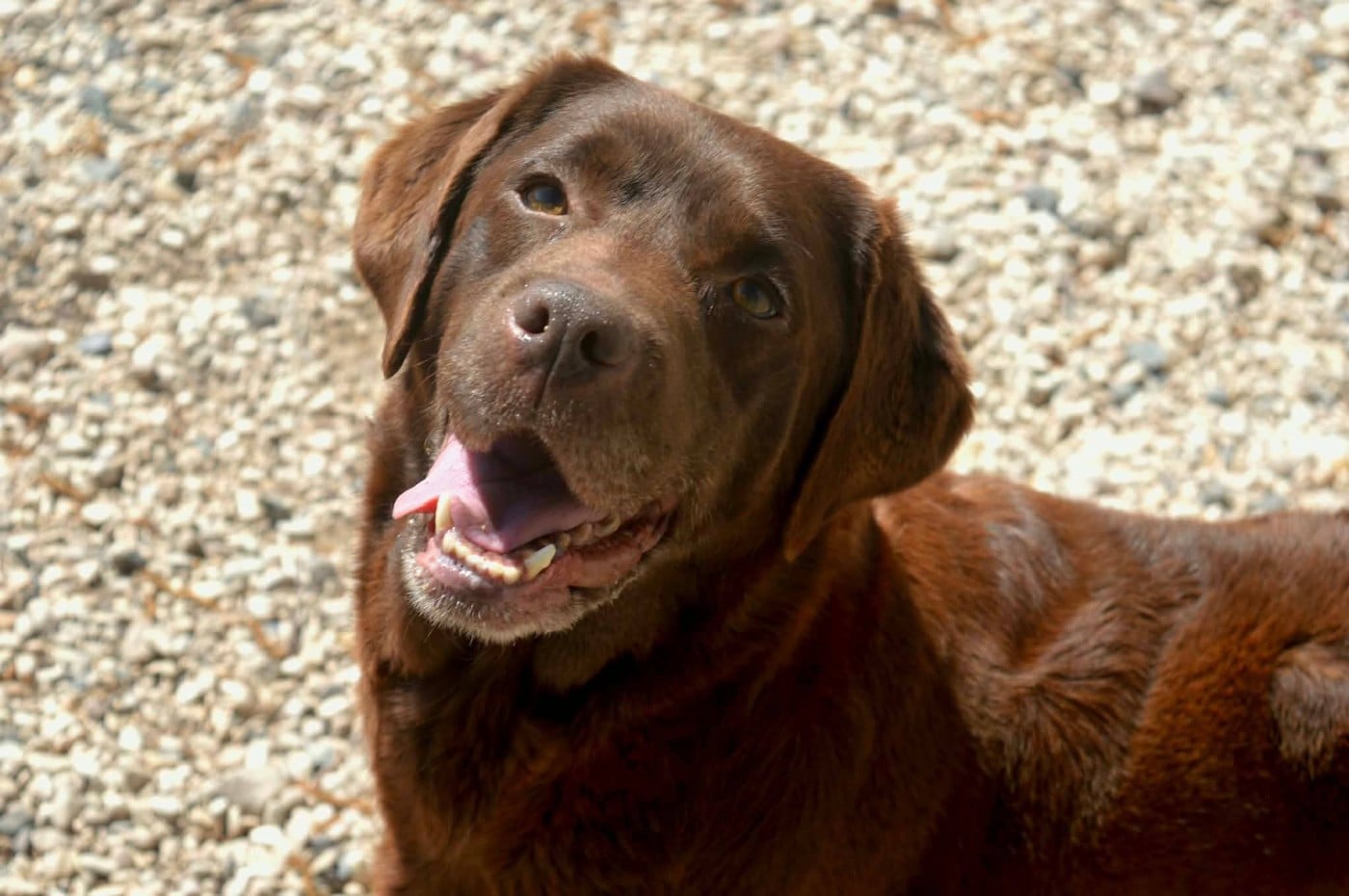 Les Labrador Retriever de l'affixe   des Terres d'Aidella