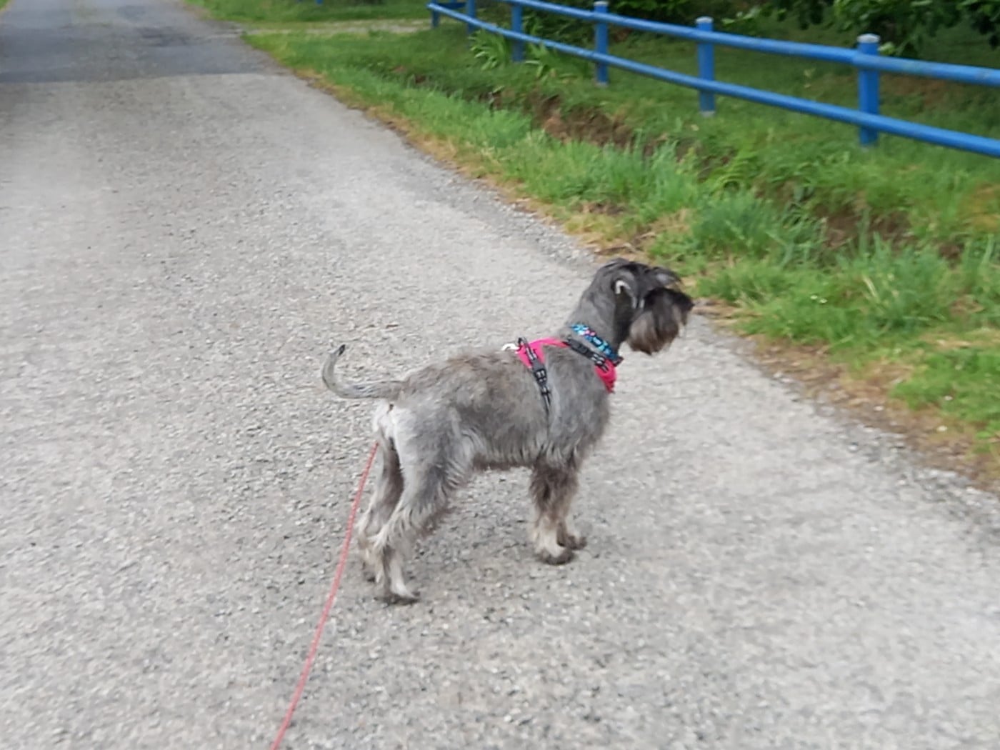 Les Schnauzer de l'affixe   del Ranch de los Desperados