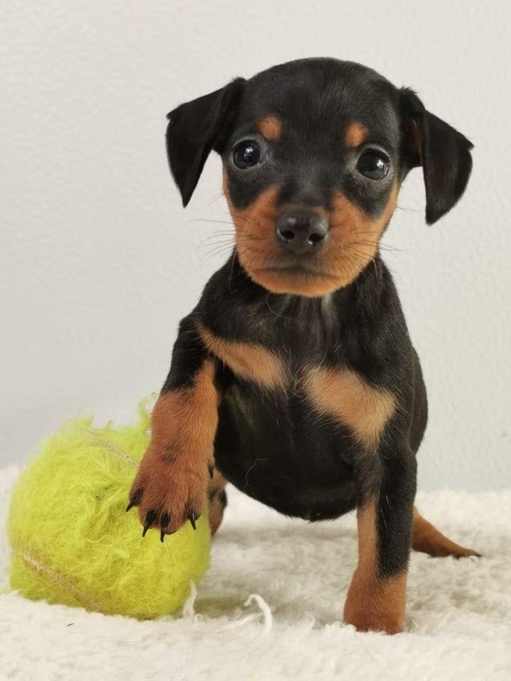 Les Pinscher nain de l'affixe   du mont de la chenaie