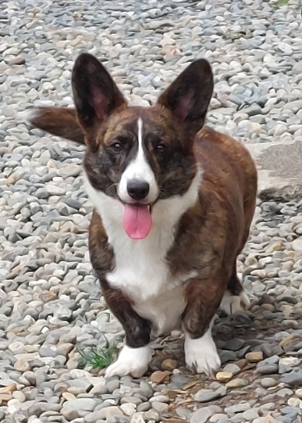 Les Welsh Corgi Cardigan de l'affixe   De karysha
