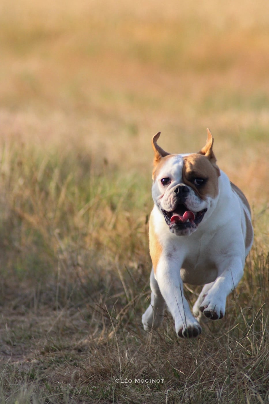 Les Bulldog continental de l'affixe   Julie Berthet