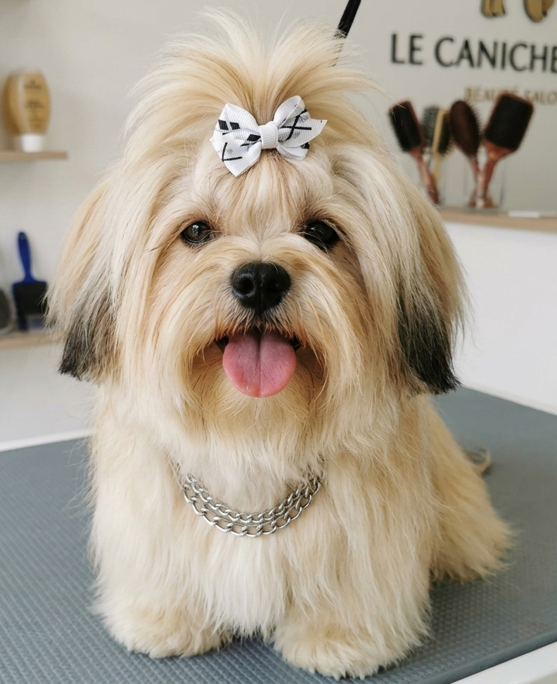 Les Shih Tzu de l'affixe   Del Sole Splendente