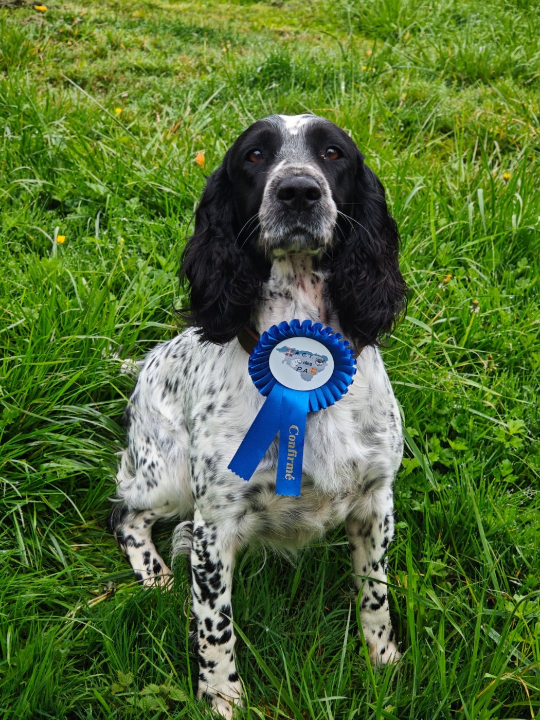 Les English Springer Spaniel de l'affixe   Du Bois Du Saüt