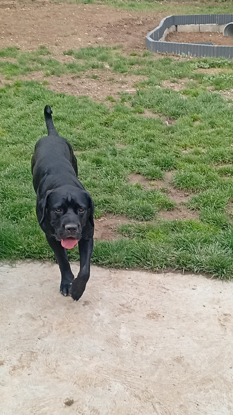 Les Cane Corso de l'affixe   Les Jardins D'hupy