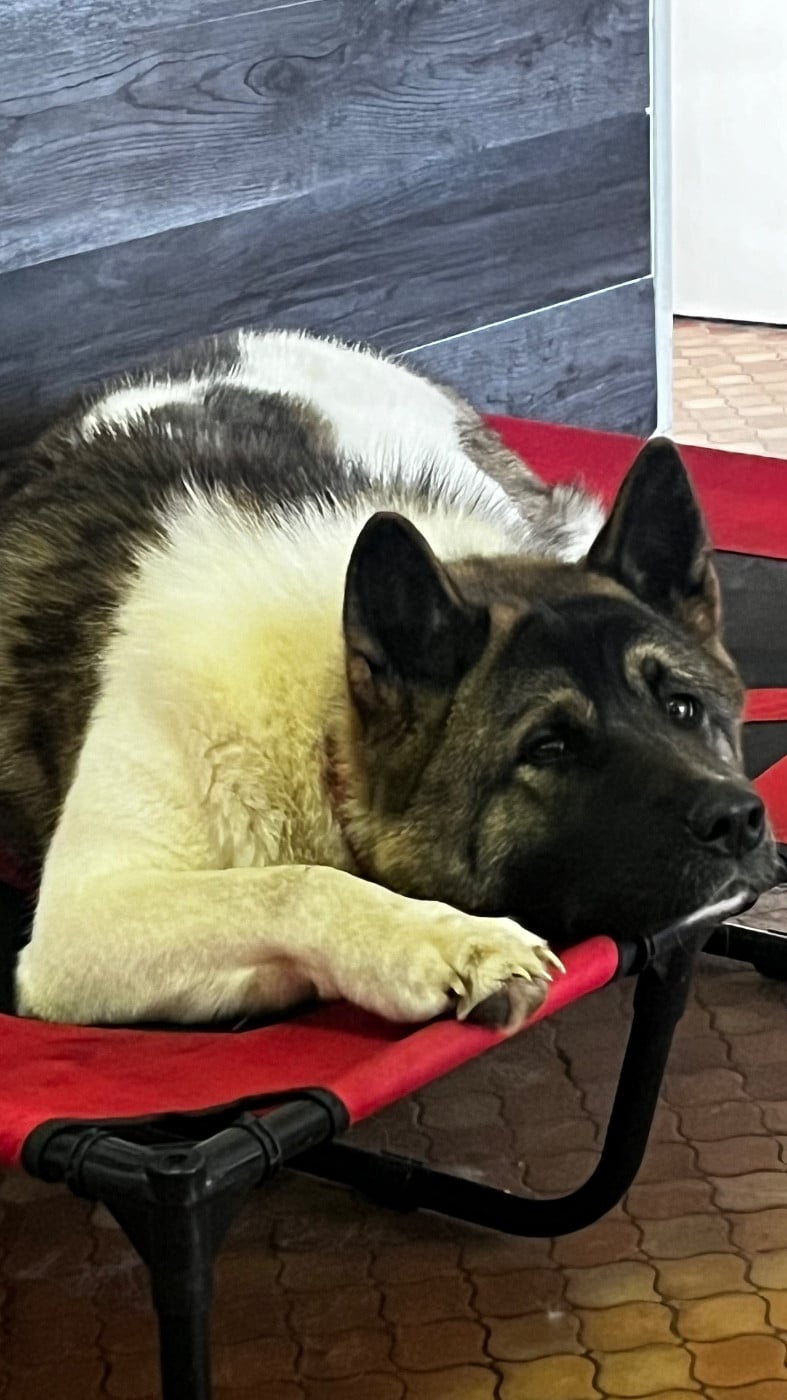 Les Akita americain de l'affixe   Du Crû Du Chêne Charmant