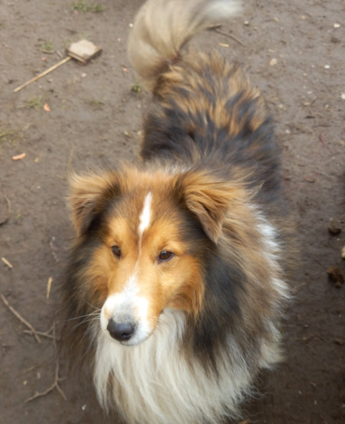 Les Shetland Sheepdog de l'affixe   Eugenie Decomps