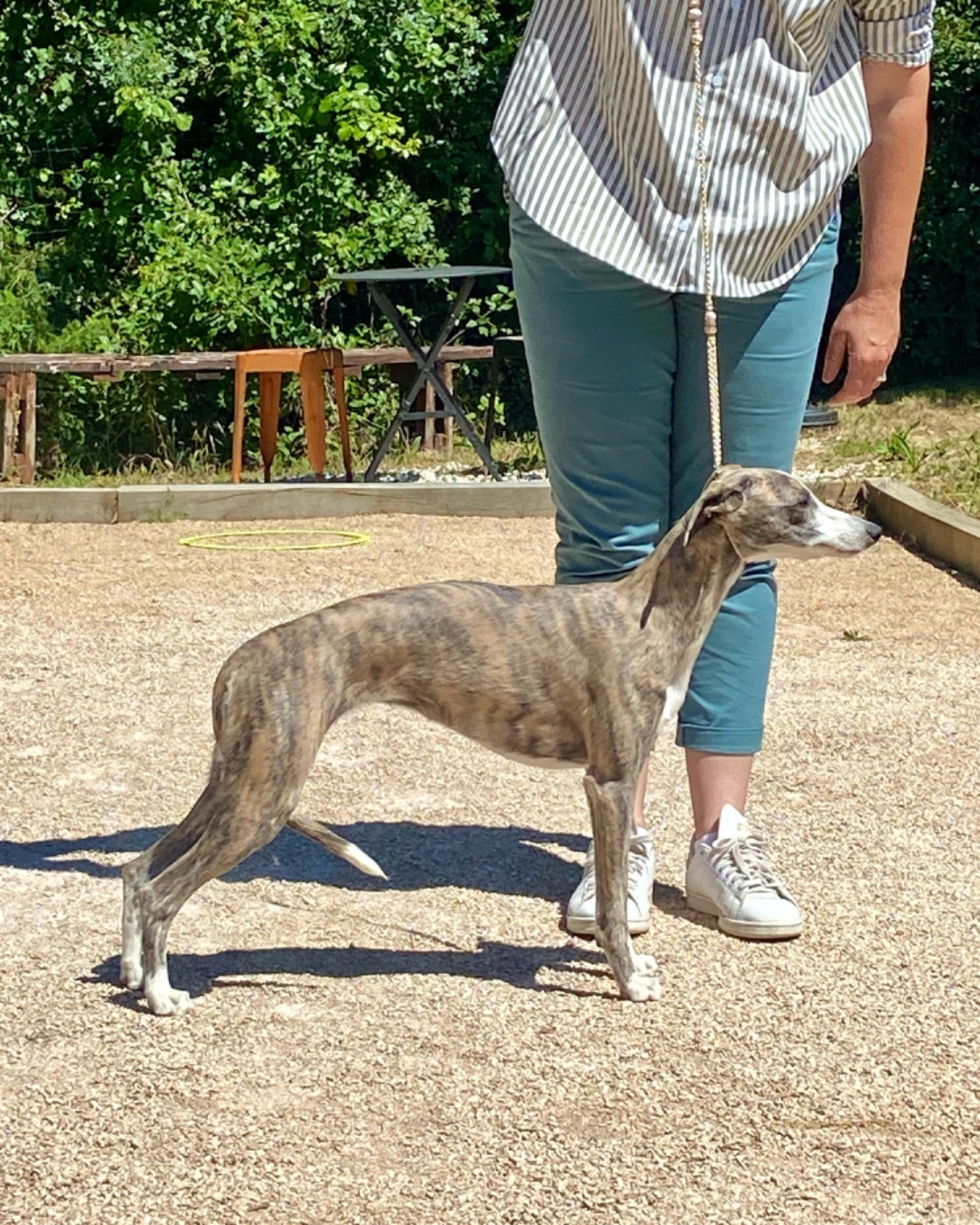 Les Whippet de l'affixe   De L'esprit Du Carbonado