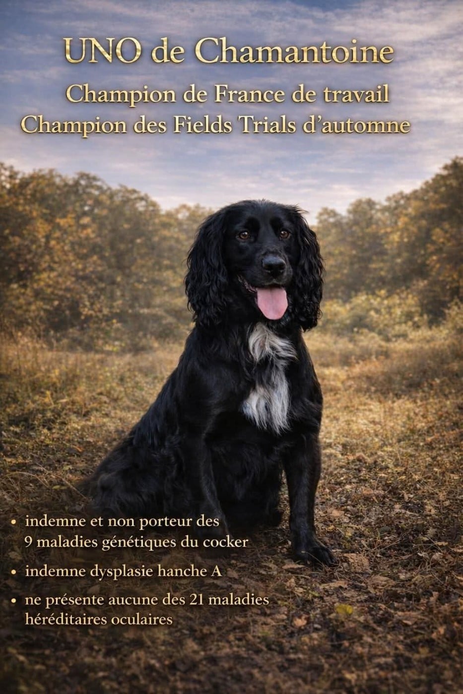 Les Cocker Spaniel Anglais de l'affixe   des fields d'est