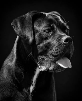 Étalon Cane Corso - Altesse du temple de jade