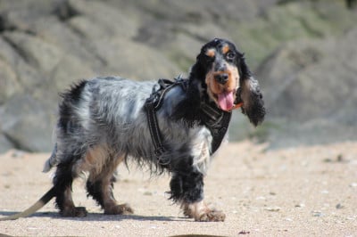 Étalon Cocker Spaniel Anglais - TAMARA  de la plaine fenainoise