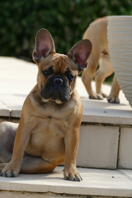 Étalon Bouledogue français - Biskote du Domaine des Bastidiens