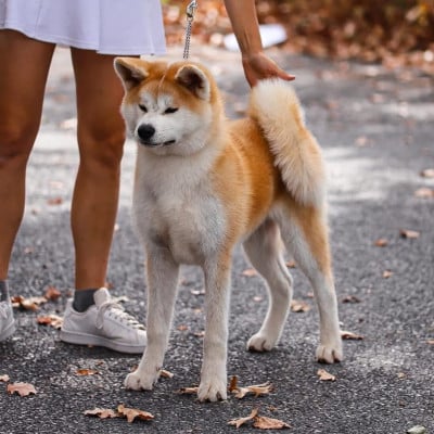 Étalon Akita - Bogetsu No Shizunami Sayu Shingeki No Inu