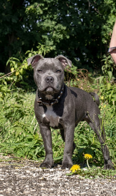 Étalon Staffordshire Bull Terrier - B'Moutik Des Plateaux D'arverne