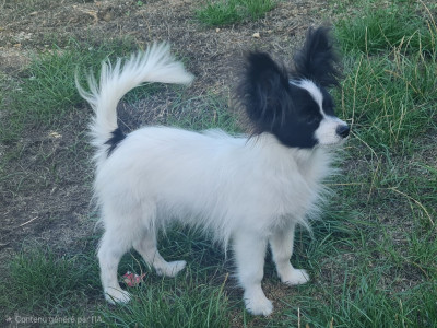 Étalon Epagneul nain Continental (Papillon) - Boutchou Des Perles Du Rangen