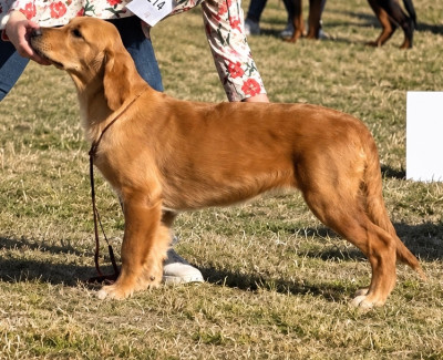 Étalon Golden Retriever - Be My Dream Du plateau des abeilles