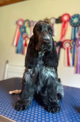 Étalon Cocker Spaniel Anglais - Like A Part Of Me Bright Star Polaris
