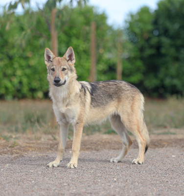Étalon Chien-loup tchecoslovaque - The Ending Of Hell Wolves Born to be wild Baki