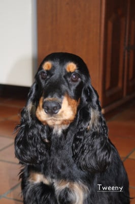 Étalon Cocker Spaniel Anglais - First fairy Tweeny (Sans Affixe)