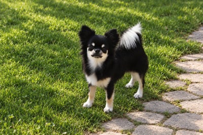 Étalon Chihuahua - CH. special guest Felix