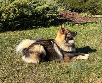 Étalon Eurasier - Bellastra Des crinières de feu