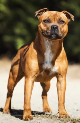 Étalon Staffordshire Bull Terrier - Apple Love  Of Red Diamond's