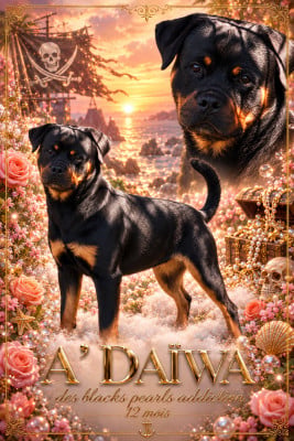 Étalon Rottweiler - A'Daiwa Des Blacks Pearls Addiction