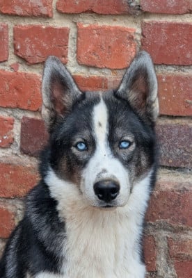 Étalon Siberian Husky - Boston (Sans Affixe)