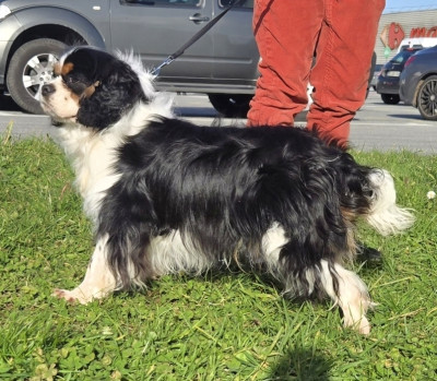 Étalon Cavalier King Charles Spaniel - UBERT  du domaine de klezia