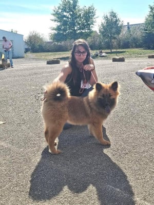 Étalon Eurasier - Brünhild Valkilio Des Rêves De Vasira