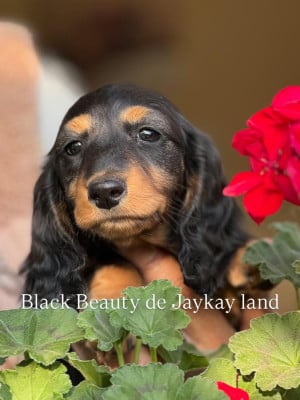 Étalon Teckel poil long - Black Beauty De Jaykay Land