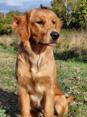 Étalon Golden Retriever - Babette Du Bois Chenes Tauzains
