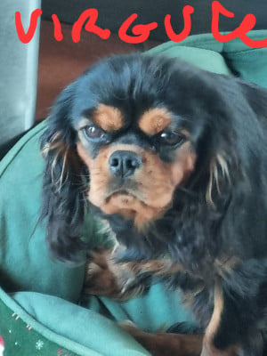Étalon Cavalier King Charles Spaniel - virgule  Des Marais De Bremes