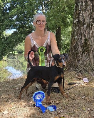 Étalon Pinscher Allemand - Bulma'Louvet des Princes Pinscher
