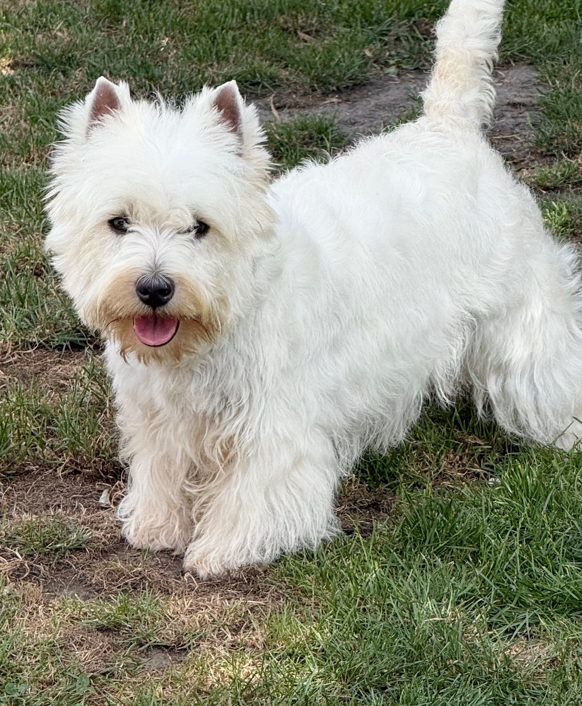 Les West Highland White Terrier de l'affixe   du Domaine de Jeanne