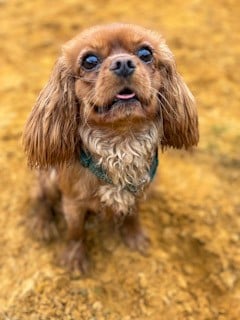 Les Cavalier King Charles Spaniel de l'affixe   Riders Of The Blues