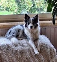 Les Border Collie de l'affixe   De La Ligue Du Staff'n Co
