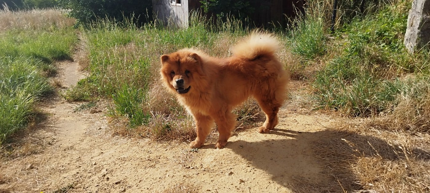 Les Chow Chow de l'affixe   Of Kim And Co