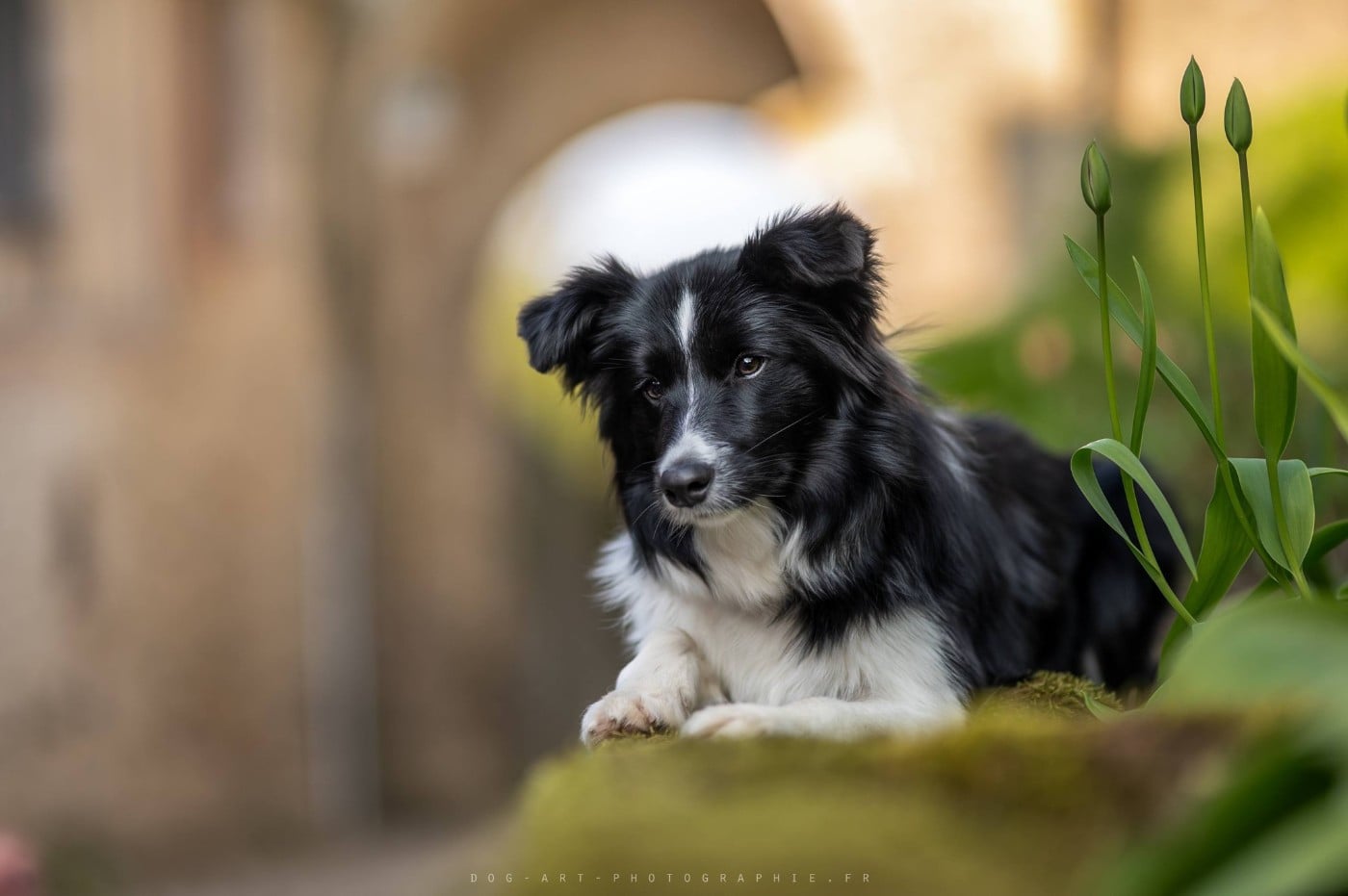 Les Border Collie de l'affixe   De La Horde Des Tutus Fous