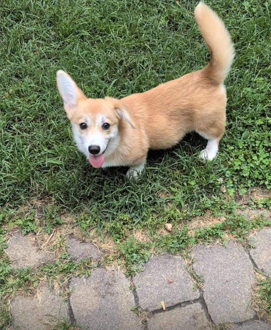 Les Welsh Corgi Pembroke de l'affixe   Of The Real Happiness
