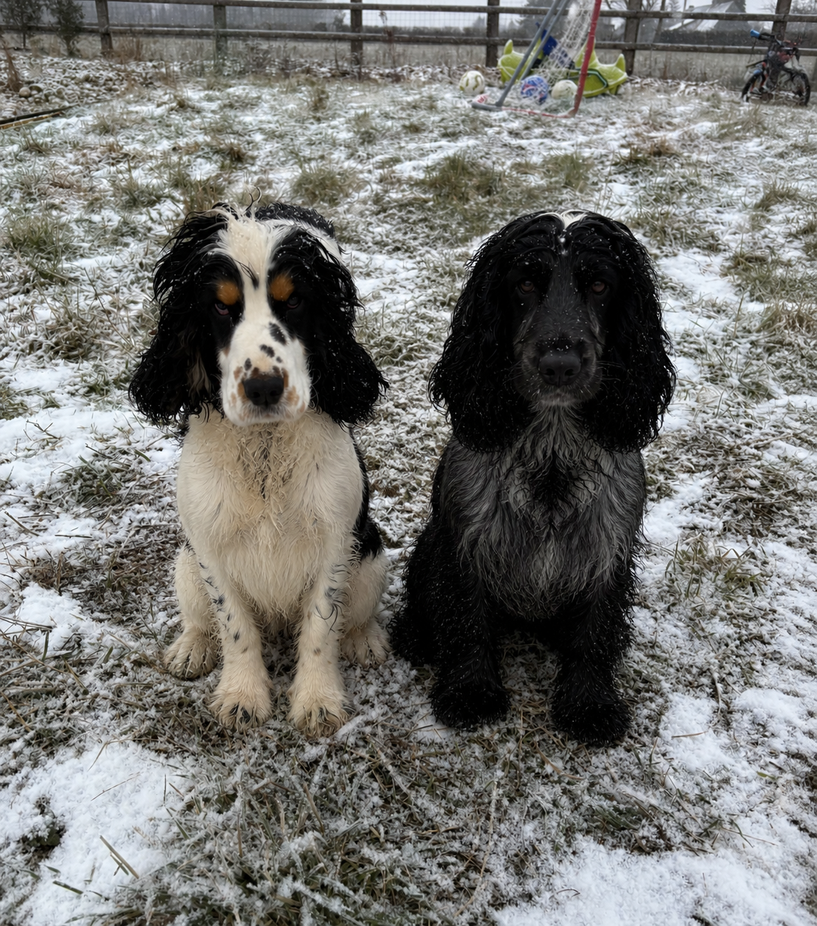 Les Cocker Spaniel Anglais de l'affixe   Maxime Leroy-davesne-lefebvre