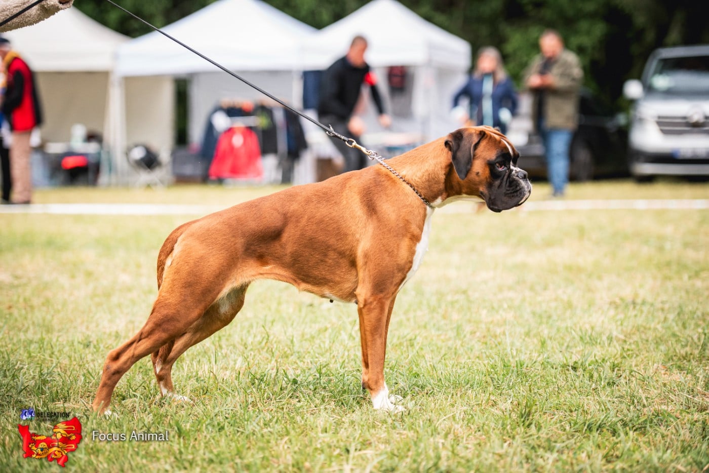 Les Boxer de l'affixe   des lutins de Cassiopée