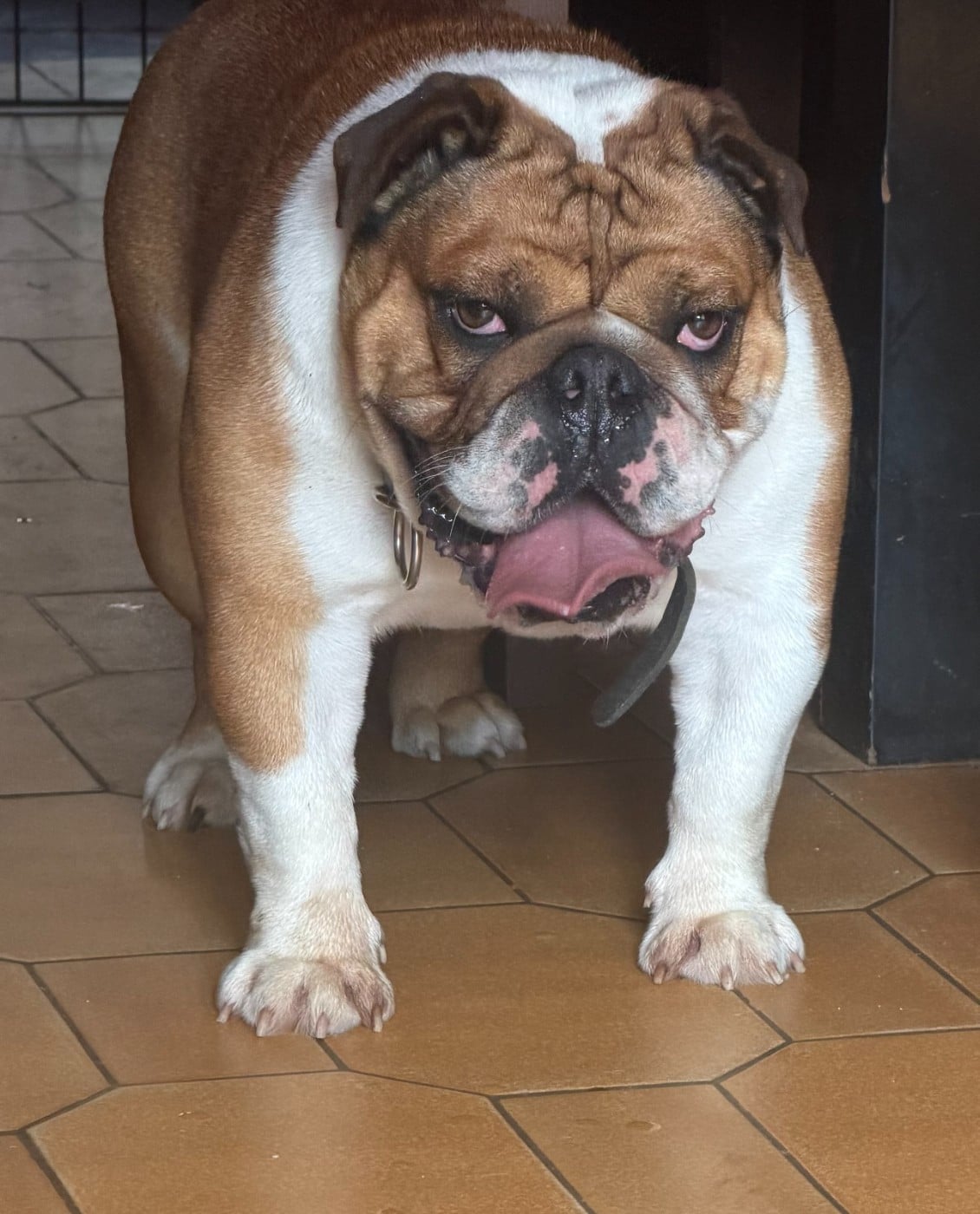 Les Bulldog Anglais de l'affixe   Des Brym de la Provote
