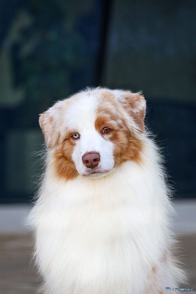 CH. silver dream aussie's Charlie Brown