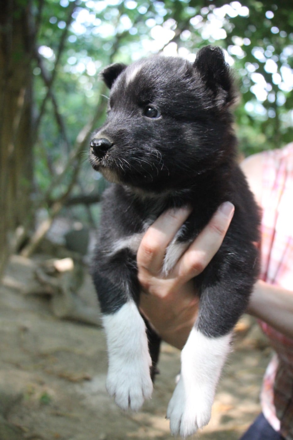 Les Laika de iakoutie de l'affixe   De Terre Sauvage Ariege