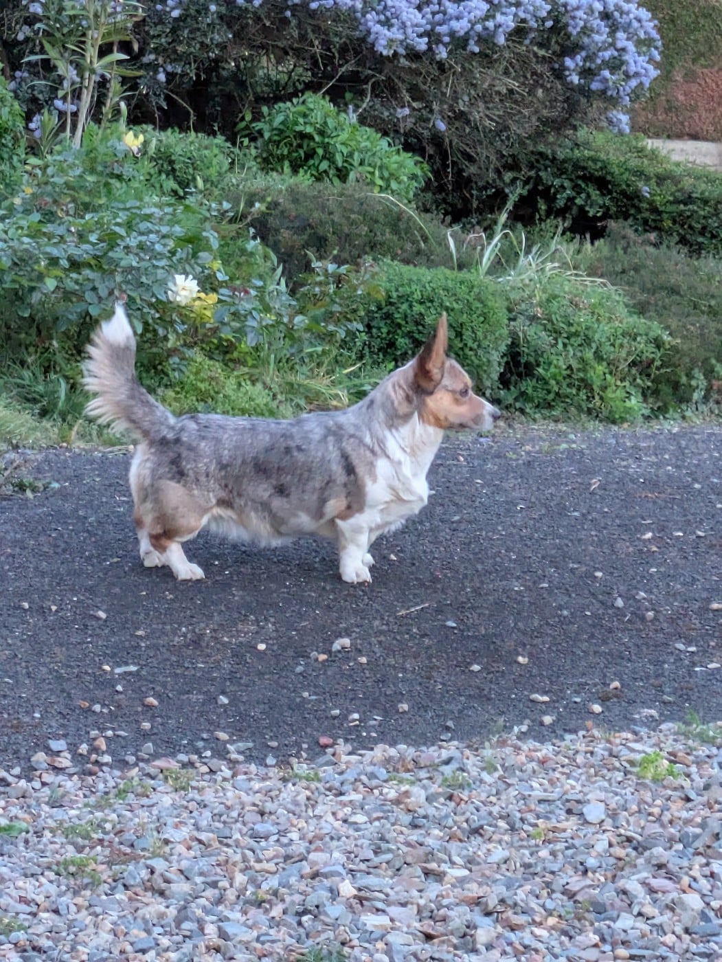 Les Welsh Corgi Cardigan de l'affixe   des Tempêtes Célestes