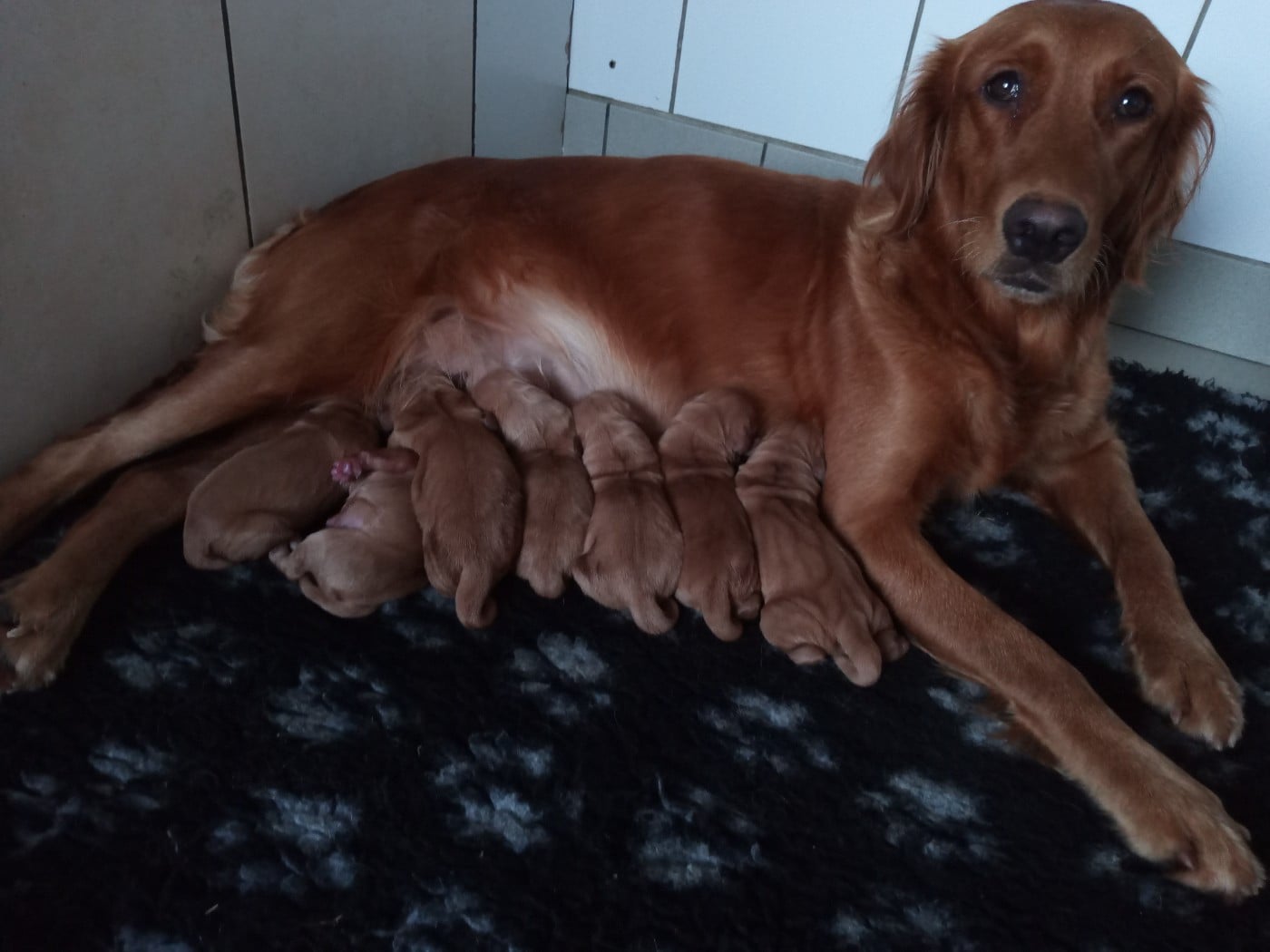 Les Golden Retriever de l'affixe   des fields d'est