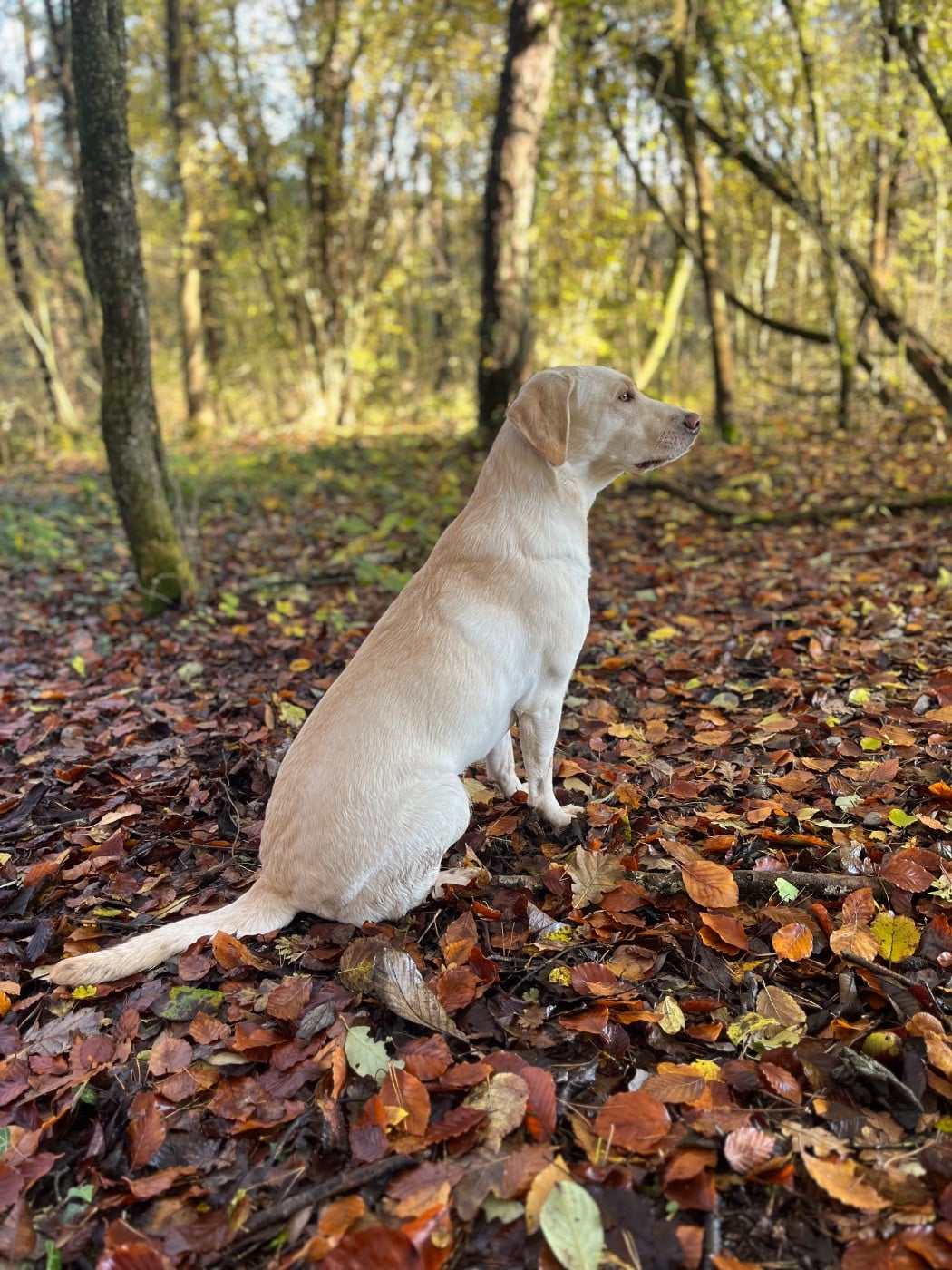 Les Labrador Retriever de l'affixe   Vom Haras Des Vaud
