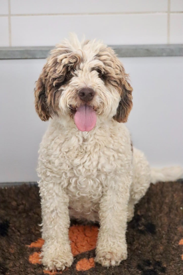 Les Lagotto Romagnolo de l'affixe   Des Vallées De Galway