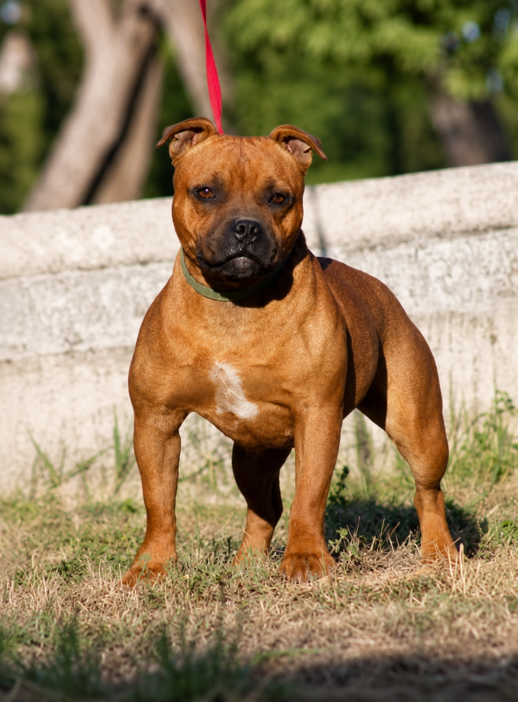 Les Staffordshire Bull Terrier de l'affixe   hell's line